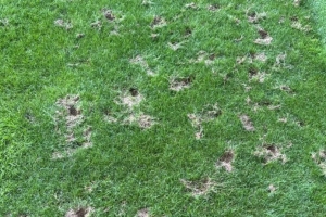 外媒：瑞士日内瓦体育场爆发严重鼠患问题，或影响世界杯预选赛